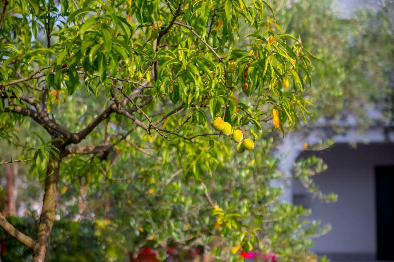 Garden Paradise App Sveti Vid-Miholjice Esterno foto